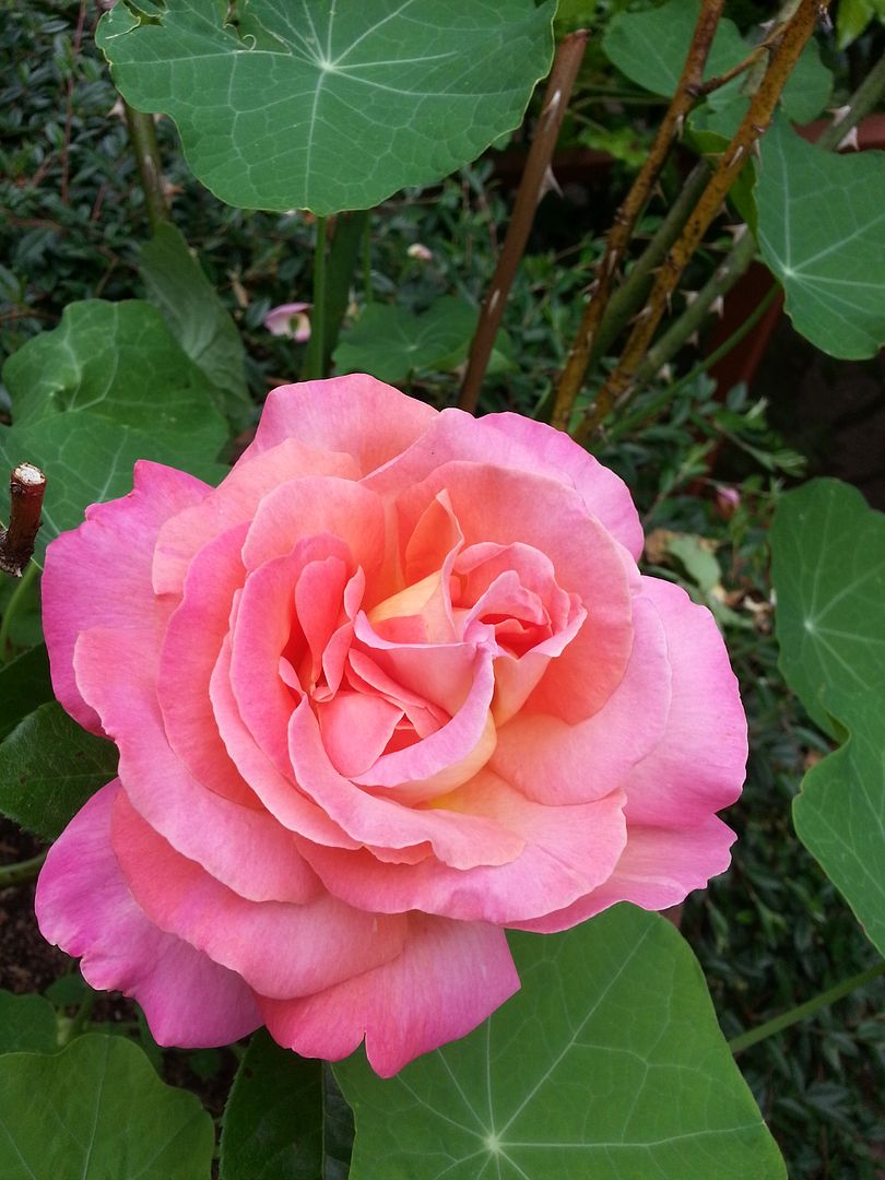  photo 20140707_100920_zpskmzvpwbb.jpg